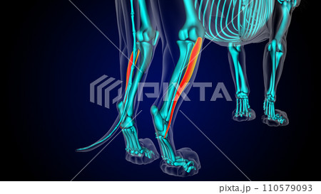 Peroneus longus muscle lion muscle anatomy for medical concept 3D rendering 110579093