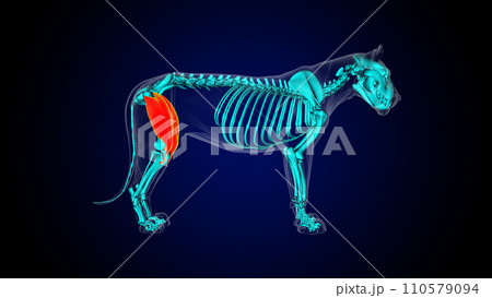 Quadriceps muscle lion muscle anatomy for medical concept 3D rendering Quadriceps muscle lion muscle anatomy for medical concept 3D rendering 110579094