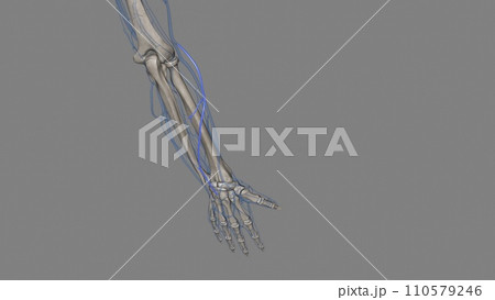 The accessory cephalic vein is the name for a variable vein that travels alongside the forearms radial or thumb-side border 110579246
