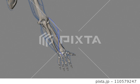 The accessory cephalic vein is the name for a variable vein that travels alongside the forearms radial or thumb-side border 110579247