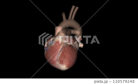 The anterior cardiac veins are a group of parallel coronary veins that course over the anterior surface of the right ventricle 110579248