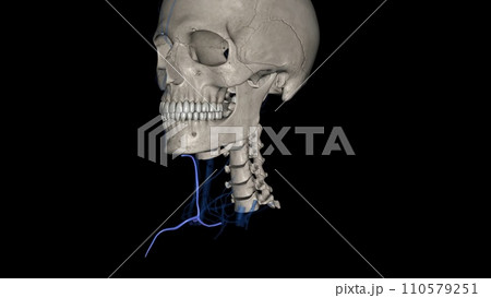 The anterior jugular vein is a paired blood vessel that drains the anterior aspect of the neck The anterior jugular vein is a paired blood vessel that drains the anterior aspect of the neck 110579251