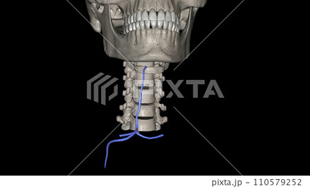The anterior jugular vein is a paired blood vessel that drains the anterior aspect of the neck The anterior jugular vein is a paired blood vessel that drains the anterior aspect of the neck 110579252