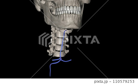 The anterior jugular vein is a paired blood vessel that drains the anterior aspect of the neck 110579253
