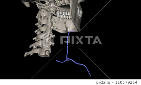 The anterior jugular vein is a paired blood vessel that drains the anterior aspect of the neck The anterior jugular vein is a paired blood vessel that drains the anterior aspect of the neck 110579254