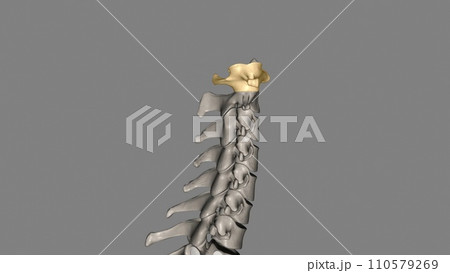 The atlas (plural: atlases) is the first cervical vertebra, commonly called C1 The atlas (plural: atlases) is the first cervical vertebra, commonly called C1 110579269