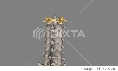 The atlas (plural: atlases) is the first cervical vertebra, commonly called C1 The atlas (plural: atlases) is the first cervical vertebra, commonly called C1 110579270
