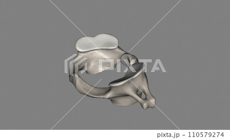 The atlas (plural: atlases) is the first cervical vertebra, commonly called C1 110579274