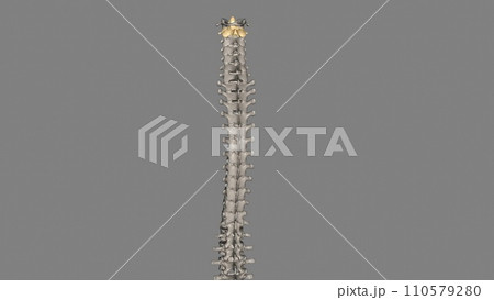 The Axis (C2 vertebra) also known as epistropheus forms the pivot upon which the first cervical vertebra (the Atlas) 110579280