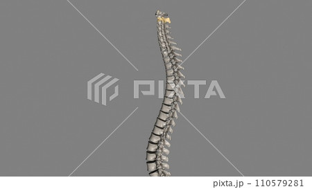 The Axis (C2 vertebra) also known as epistropheus forms the pivot upon which the first cervical vertebra (the Atlas) 110579281