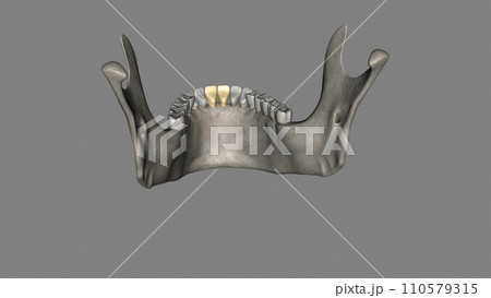 The mandibular central incisor is the tooth located on the jaw, adjacent to the midline of the face 110579315