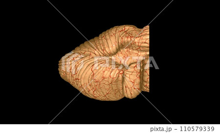 The cerebellum is a part of the brain that plays a vital role in most physical movement, including eye movements The cerebellum is a part of the brain that plays a vital role in most physical movement, including eye movements 110579339