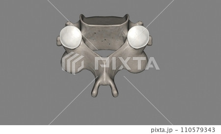 The C3 vertebra is a bone of the cervical spine found in the neck around the chin and hyoid bone 110579343