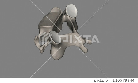 The C3 vertebra is a bone of the cervical spine found in the neck around the chin and hyoid bone 110579344
