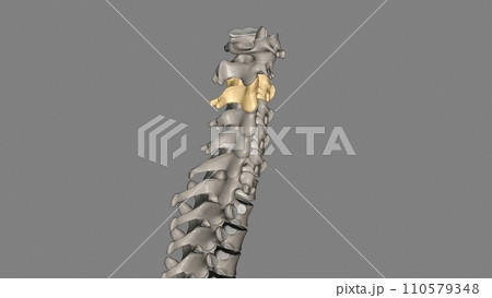 The C3 vertebra is a bone of the cervical spine found in the neck around the chin and hyoid bone The C3 vertebra is a bone of the cervical spine found in the neck around the chin and hyoid bone 110579348