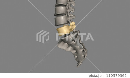 The L4 and L5 are the lowest vertebrae, or spinal bones, in the lumbar spine The L4 and L5 are the lowest vertebrae, or spinal bones, in the lumbar spine 110579362