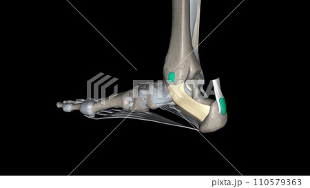 The flexor retinaculum of the foot extends from the medial malleolus above, to the calcaneus below The flexor retinaculum of the foot extends from the medial malleolus above, to the calcaneus below 110579363