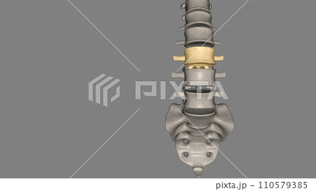 The L3 vertebra is in the middle of the five (5) lumbar vertebrae in the lower back portion of the spinal column 110579385