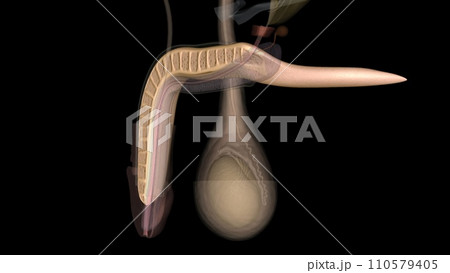 The corpus cavernosum is the erectile tissue of your penis 110579405