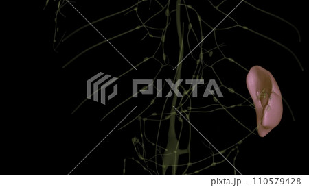 spleen is a small organ that sits inside your left rib cage, just above your stomach 110579428