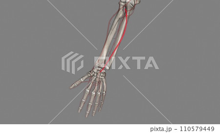 The ulnar artery is one of the two main arteries in your forearms 110579449