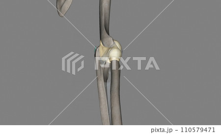 Joint capsule of the elbow joint 110579471