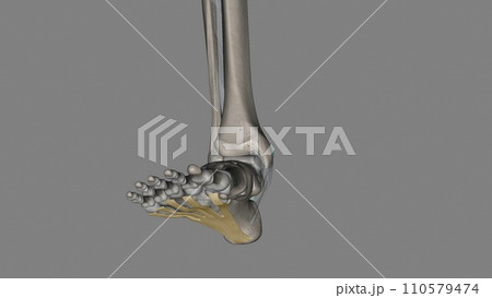 The Plantar aponeurosis is the modification of Deep fascia, which covers the sole The Plantar aponeurosis is the modification of Deep fascia, which covers the sole 110579474