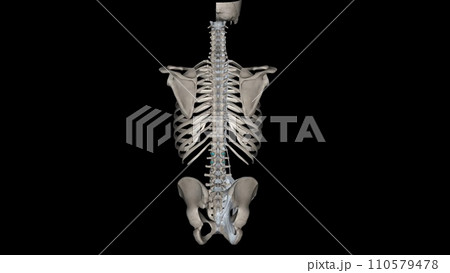 Trunk, Ligaments and bones Trunk, Ligaments and bones 110579478