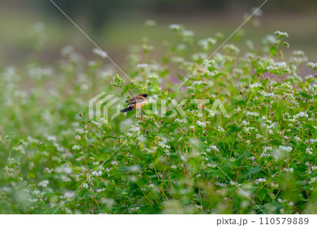 秋の花畑とノビタキ 秋の花畑とノビタキ 110579889