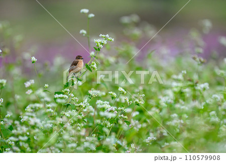 秋の花畑とノビタキ 110579908