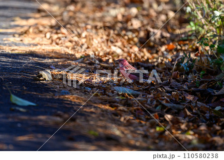 北の使者　オオマシコ 110580238