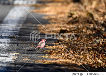 北の使者　オオマシコ 110580239