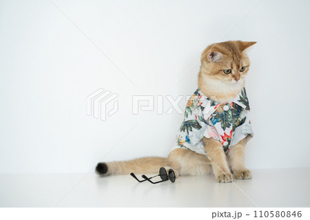 travel with gold british cat in summer cloth and live in pet friendly hotel travel with gold british cat in summer cloth and live in pet friendly hotel 110580846