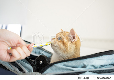travel with gold british cat in summer cloth and live in pet friendly hotel 110580862