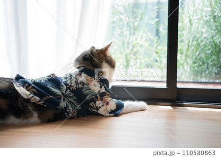 travel with scottish cat in summer cloth and live in pet friendly hotel travel with scottish cat in summer cloth and live in pet friendly hotel 110580863
