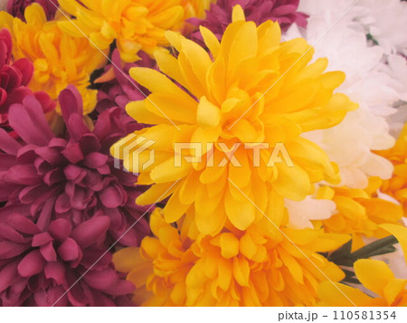 菊 菊 110581354