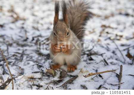 Grey squirrel feeding in the park 110581451