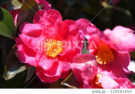 サザンカ(山茶花) サザンカ(山茶花) 110581454