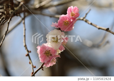 見頃を迎えた紅白の梅 white & pink plum blossom in full bloom 110581928