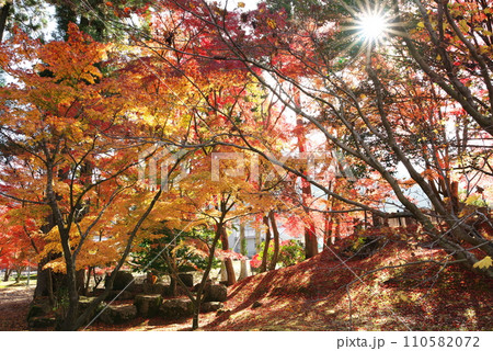 曽木公園の紅葉(岐阜県土岐市) 曽木公園の紅葉(岐阜県土岐市) 110582072