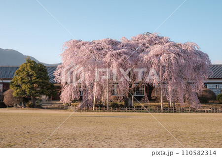 杵原学校の枝垂れ桜(夕方) 杵原学校の枝垂れ桜(夕方) 110582314