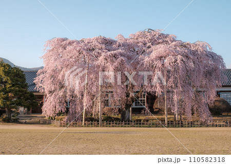 杵原学校の枝垂れ桜(夕方) 杵原学校の枝垂れ桜(夕方) 110582318