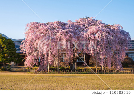 杵原学校の枝垂れ桜（夕方） 110582319