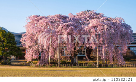 杵原学校の枝垂れ桜(夕方) 杵原学校の枝垂れ桜(夕方) 110582321