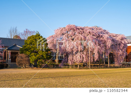 杵原学校の枝垂れ桜(夕方) 杵原学校の枝垂れ桜(夕方) 110582344