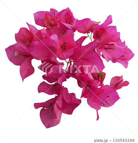 Pink Bougainvillea flower on white background. 110583288