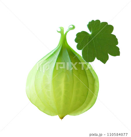Fruit  Fruit  110584077