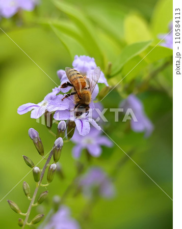 蜂 ハチ 蜜蜂 110584113