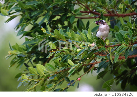 オキナグサ おきなぐさ 西洋翁草 110584226