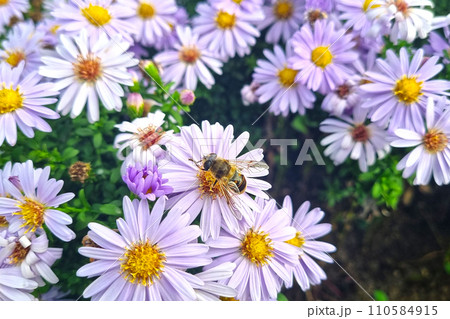 A bee sits on a blooming flower in the park. 110584915